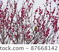 Gorgeous Japanese spring and white-eye at the Kansai plum festival 87668142