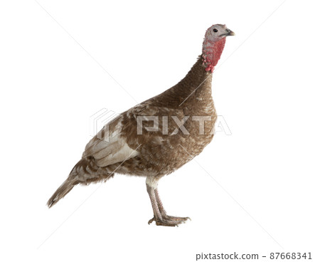 brown female turkey isolated on white background 87668341