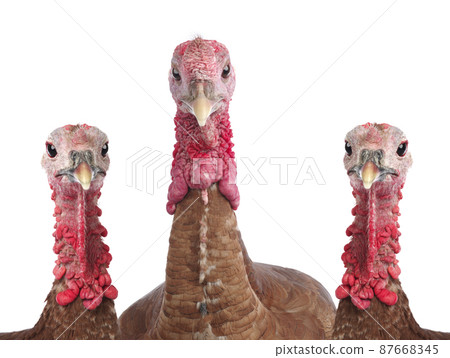 turkey and turkeys on a white background 87668345