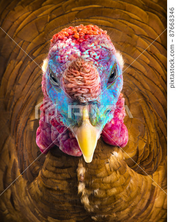 abstract portrait of turkey isolated on white background abstract portrait of turkey isolated on white background 87668346