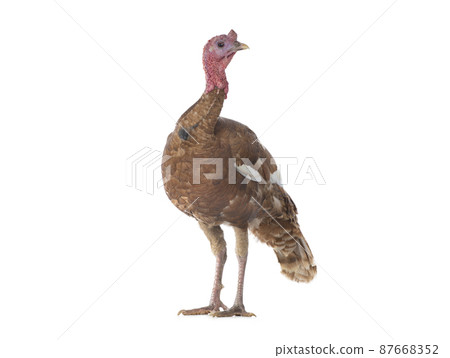 brown turkey isolated on white background brown turkey isolated on white background 87668352
