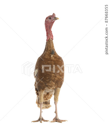 proud brown turkey isolated on white background proud brown turkey isolated on white background 87668355