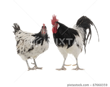 hen and rooster isolated on white background hen and rooster isolated on white background 87668359