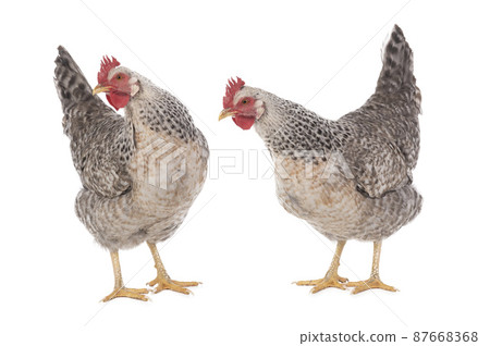 two chickens isolated on white background 87668368