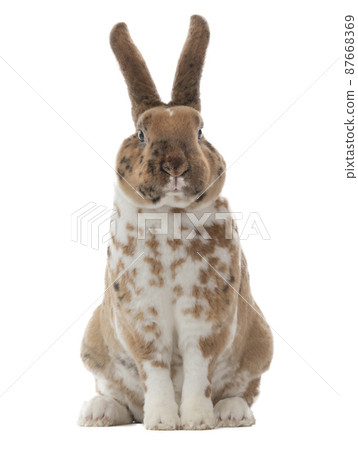 beautiful spotted rabbit isolated on white background beautiful spotted rabbit isolated on white background 87668369
