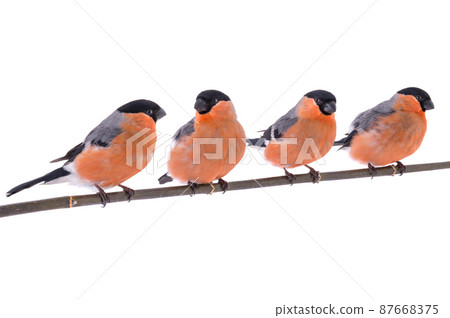 Bullfinches birds sitting on tree branch isolated on white background 87668375