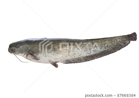catfish fish weighing 7 kg isolated on white background 87668384