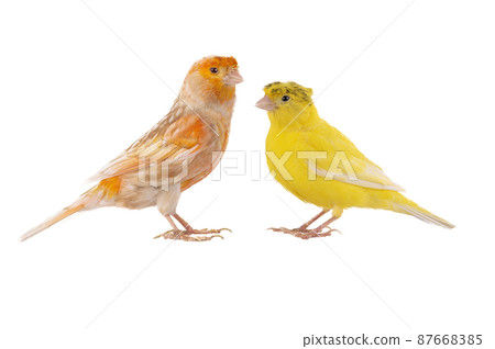 two canaries isolated on white background 87668385