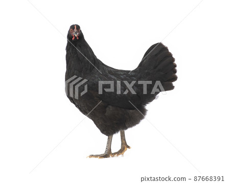Black chicken Isolated on white background 87668391