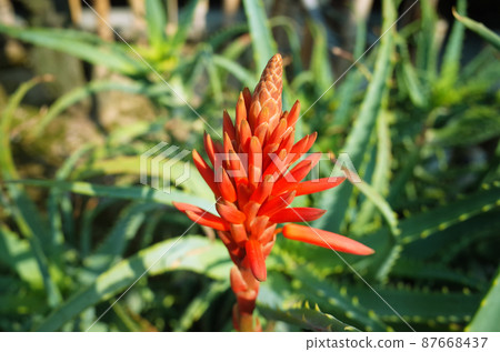 燭台蘆薈的紅色花朵 87668437
