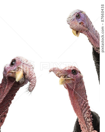 portrait turkeys isolated on white background 87668438