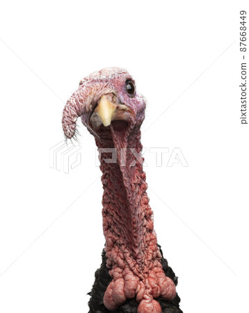 portrait turkey isolated on white background portrait turkey isolated on white background 87668449