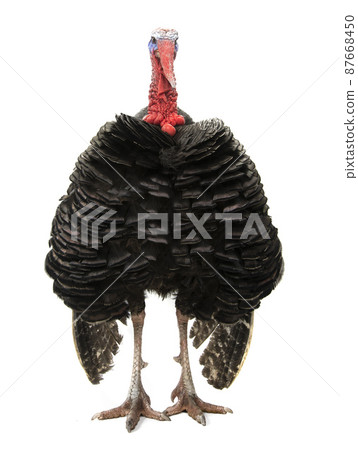 turkey isolated on white background 87668450
