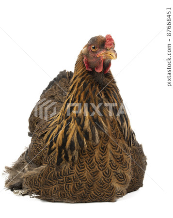 chicken brahma isolated on white background chicken brahma isolated on white background 87668451