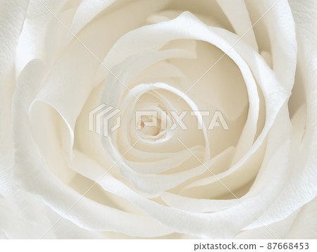 macro photography of a white rose bud macro photography of a white rose bud 87668453