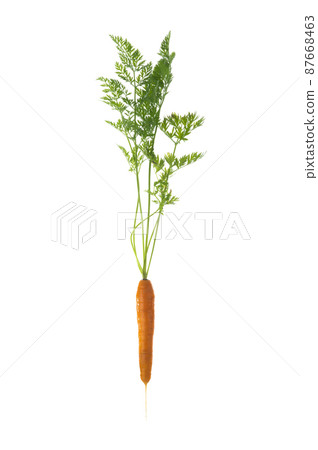 fresh only from vegetable garden carrots with leaves isolated on white background fresh only from vegetable garden carrots with leaves isolated on white background 87668463