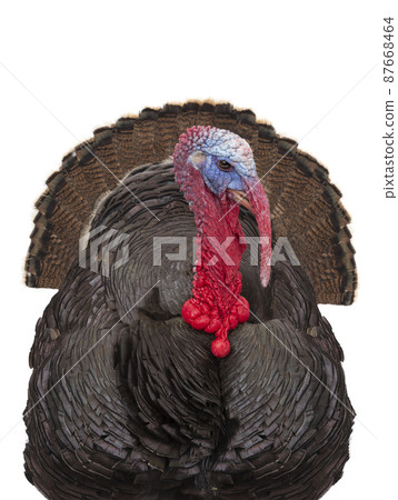 turkey portrait isolated on white background 87668464