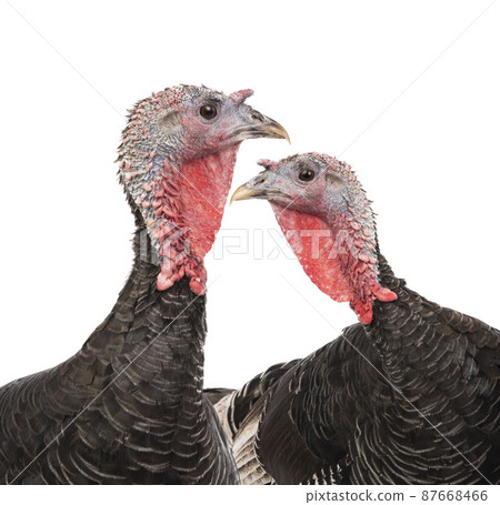 two turkeys isolated on white background 87668466