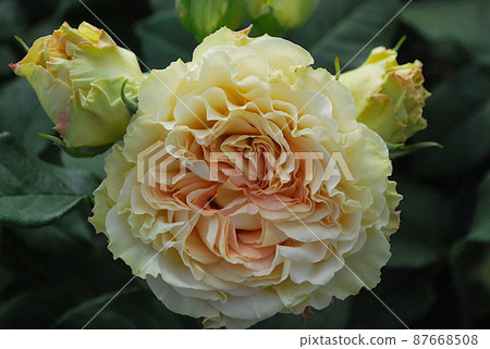 A rose called Teasing Georgia in full bloom 87668508