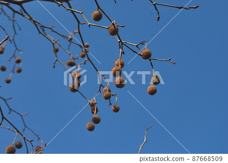 The fruit of the sycamore after the leaves have fallen 87668509