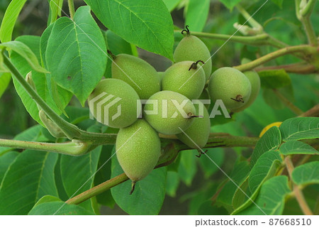 仍然是藍色的飯糰水果 仍然是藍色的飯糰水果 87668510