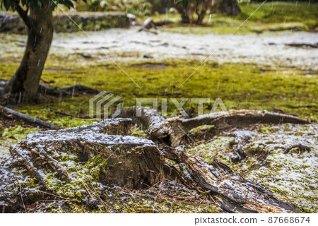 << Aichi Prefecture >> Nagoya Castle Scenic Beauty Ninomaru Garden 87668674