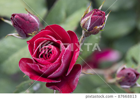 beautiful roses in summer in june 87668813