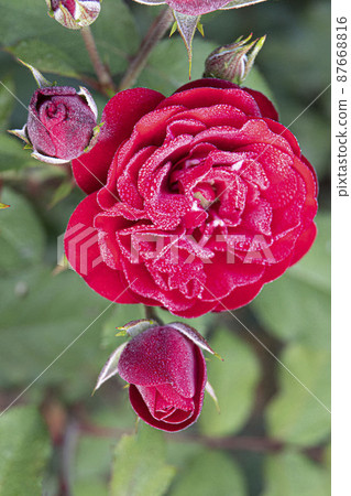 beautiful roses in summer in june 87668816