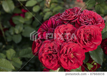 beautiful roses in summer in june 87668838