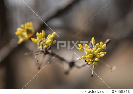 Cornflower yellow flowers blooming in early spring 87668848