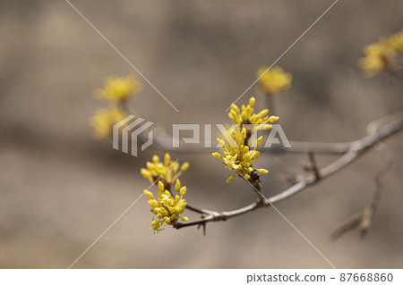 Cornflower yellow flowers blooming in early spring 87668860