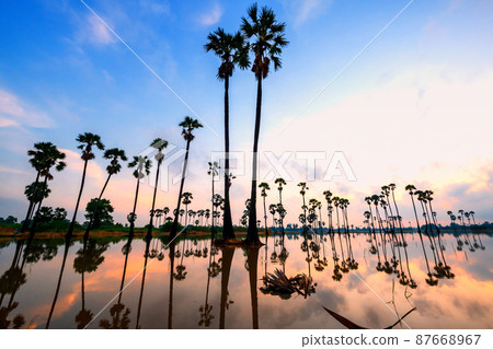 Natural landscape of sugar palm farm with twilight sky 87668967
