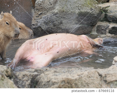 Capybara <伊豆Shaboten公園> 87669118