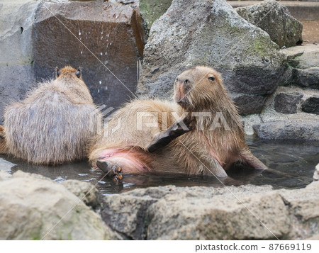 Capybara <伊豆Shaboten公園> 87669119