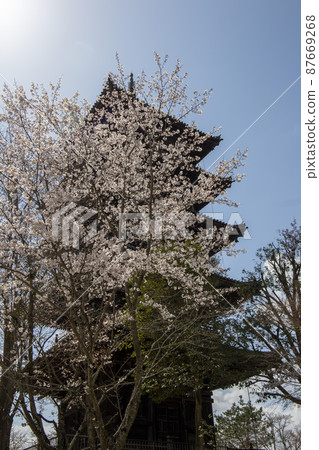 The symbol of Kurashiki in full bloom 87669268