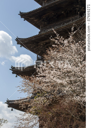 櫻花盛開,五層樓 櫻花盛開,五層樓 87669271