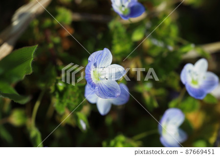 Blue flowers of Persian speedwell blooming in the field in early spring 87669451