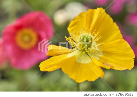 Flowers, Poppy Flowers, Poppy 87669532