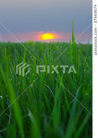 sunset & macro 87669674