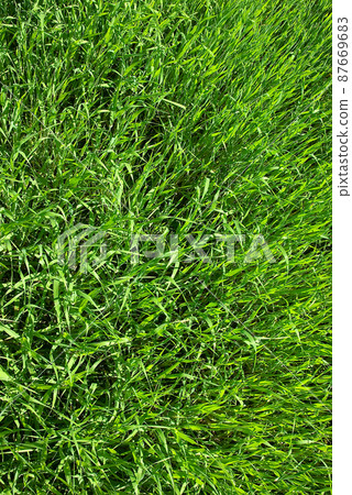 oat oat 87669683
