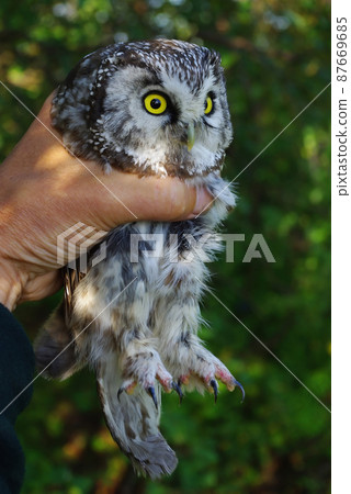 Owl in hands 87669685