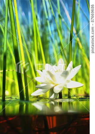 how the water-lily grow how the water-lily grow 87669686