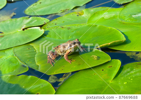 Frog Frog 87669688