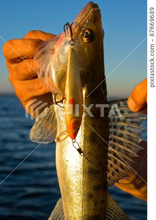 Trophy on fishing a zander Trophy on fishing a zander 87669689