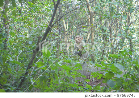 Flock of Indian macaques in dry season. Flock of Indian macaques in dry season. 87669743