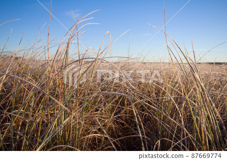 frosty morning on the high marsh frosty morning on the high marsh 87669774