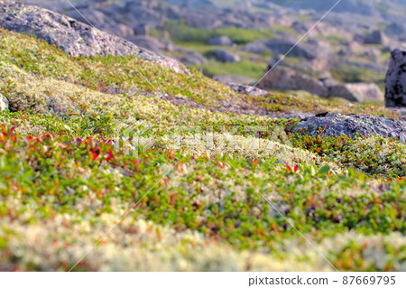 Mountain tundra in Lapland Mountain tundra in Lapland 87669795