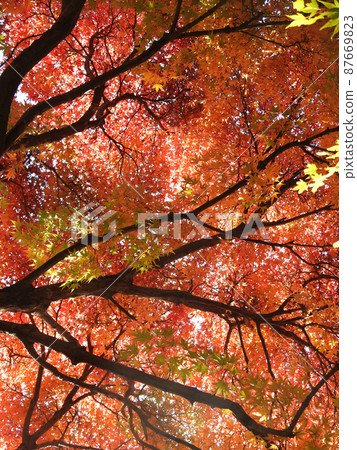 Color lines of autumn leaves 87669823
