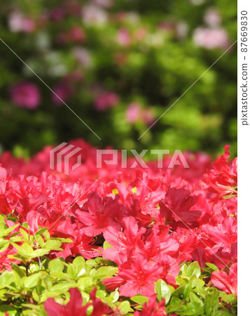 Spring triumphal parade 87669830