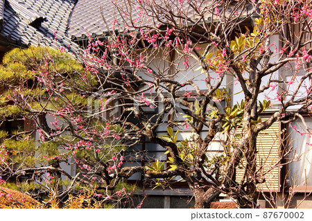 The red plum of Kongoji Temple is in full bloom The red plum of Kongoji Temple is in full bloom 87670002